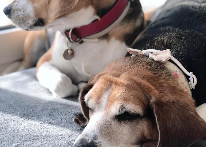 Volli Three 住宿加早餐酒店 阿格里真托